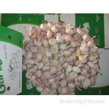 Ernte 2019 Normaler Knoblauch